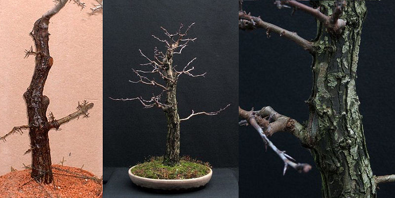 uro on hawthorn bonsai